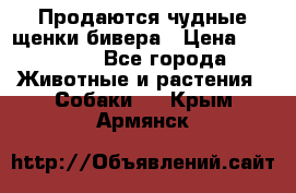 Продаются чудные щенки бивера › Цена ­ 25 000 - Все города Животные и растения » Собаки   . Крым,Армянск